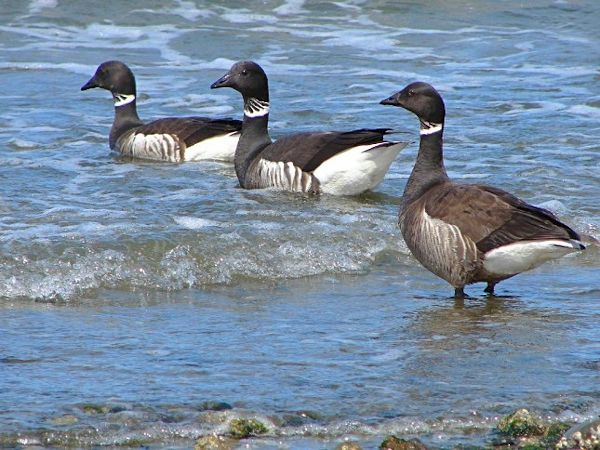 The Brant is a relative of the Canadian goose.