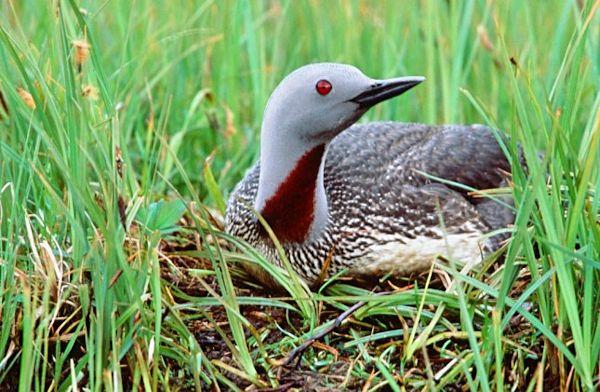 Red throated Loon