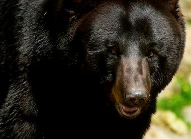 Alabama black bear