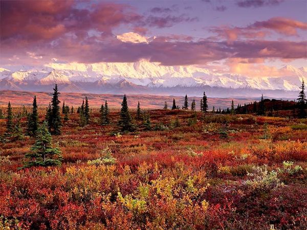 Denali National Park in fall colors