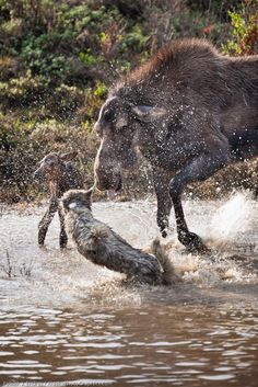 Moose defending calf from wolf