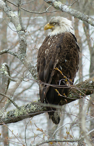 Moosehorn eagle viewing