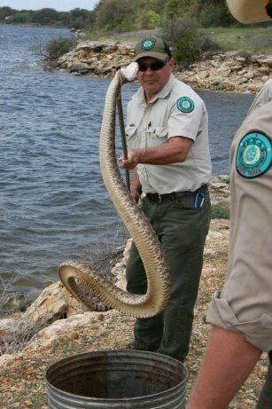 Rattlesnake at Lake Whitney State Park