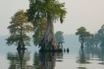 Bald Cypress Trees in Lake Drumund, Great Dismal Swamp National Wildlife Refuge