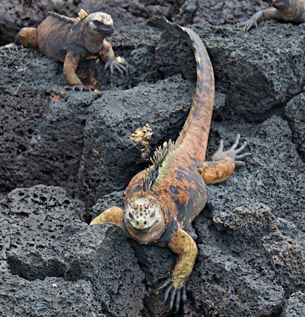 Iguana on Santa Cruz Island, Channel Islands National Park